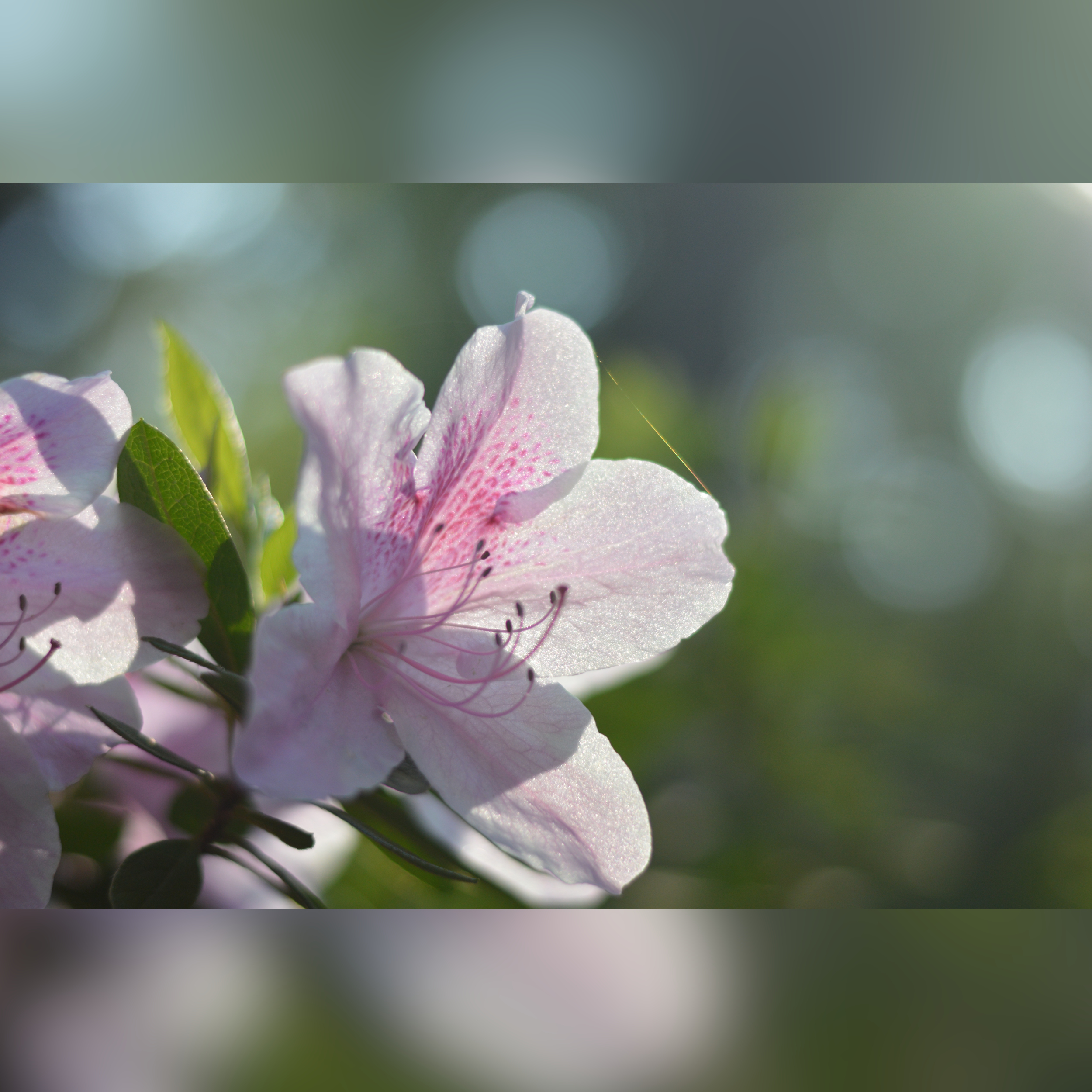 Backlit Azalea at Descanso Gardens